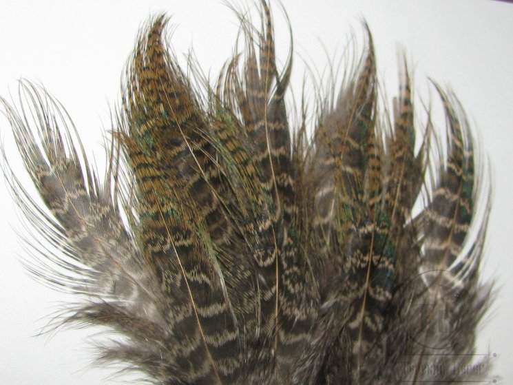 Green Eared Pheasant Spey Barret Grade 12 F 