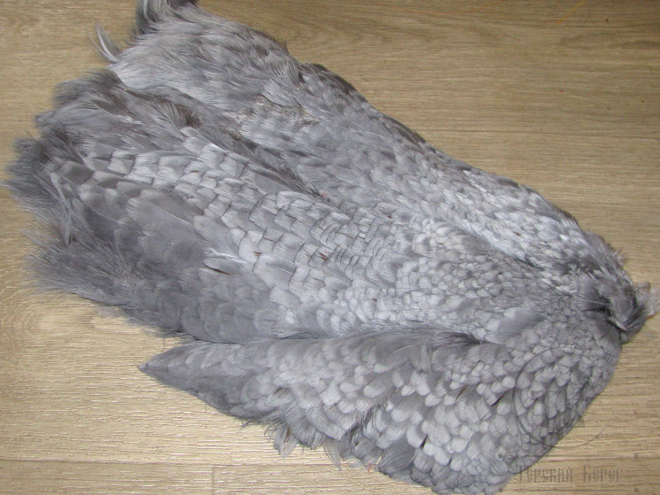 Шкура 1/2 белого фазана White Cock Pheasant Skin Dyed Gray