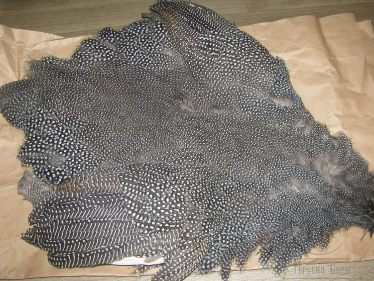Шкура Цесарки натуральная премиум Guinea Fowl Natural Skin Premium Can. Fly