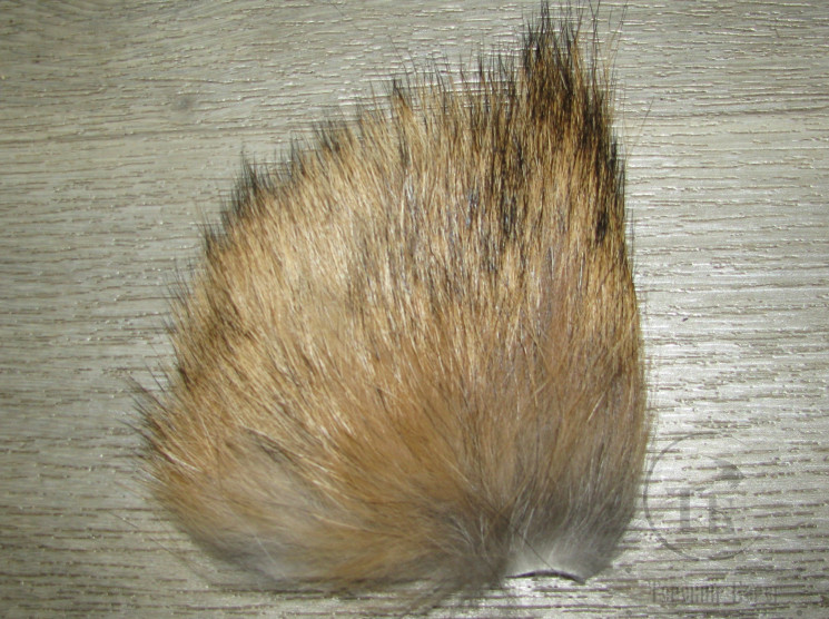Мех койота со спины рыжий Coyote Back Rusty Natural Fur