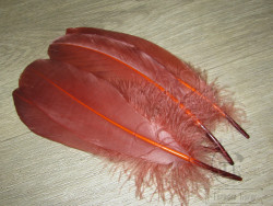 Goose Shoulders Fiery Brown ( 2 пары ) Терский берег