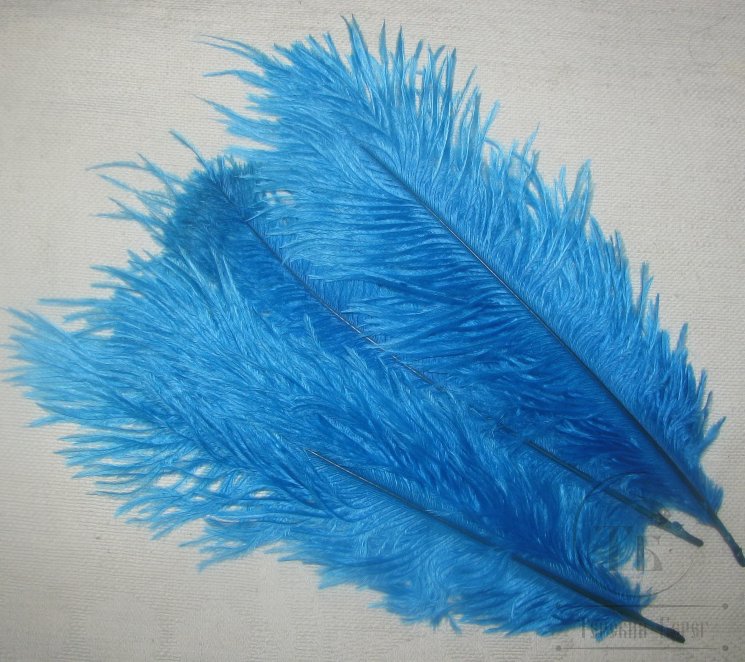 ostridge plumes   silver docktor blue   Terskibereg