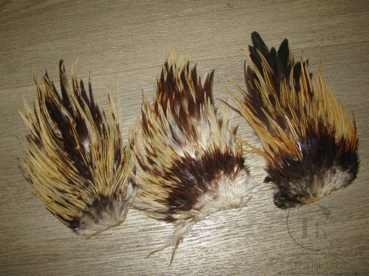 Седло петуха Indian Saddle Ginger Var. Small
