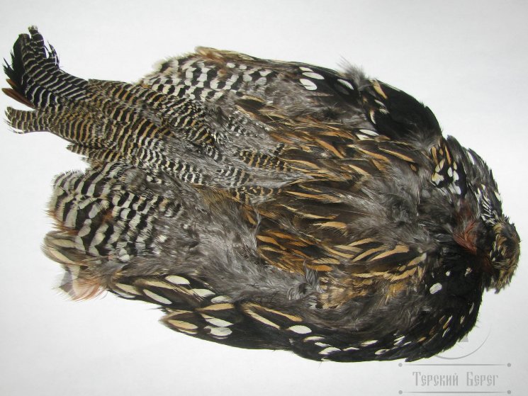 Black Francollin Cock Skin ( без крыльев )