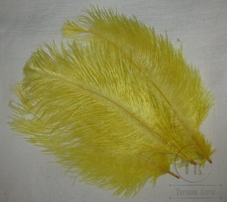 ostridge plumes   yellow  Terskibereg