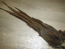 Целый хвост самца охотничьего фазана  Cock Pheasant  Complete Tail Natural