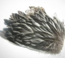 Куриные перья со скальпа на коже (часть)  Hen Cape American  баджер сильвер