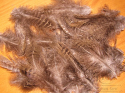 Green Eared Pheasant Spey / Soft Hackle / Chickabou Barret Grade Pack 