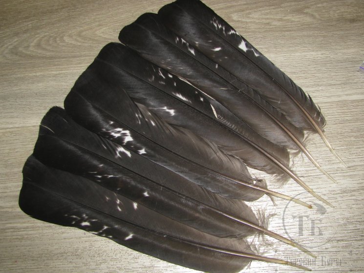 Хвостовые перья глухаря  Capercailli  Tail Feathers 3 пары Lg.