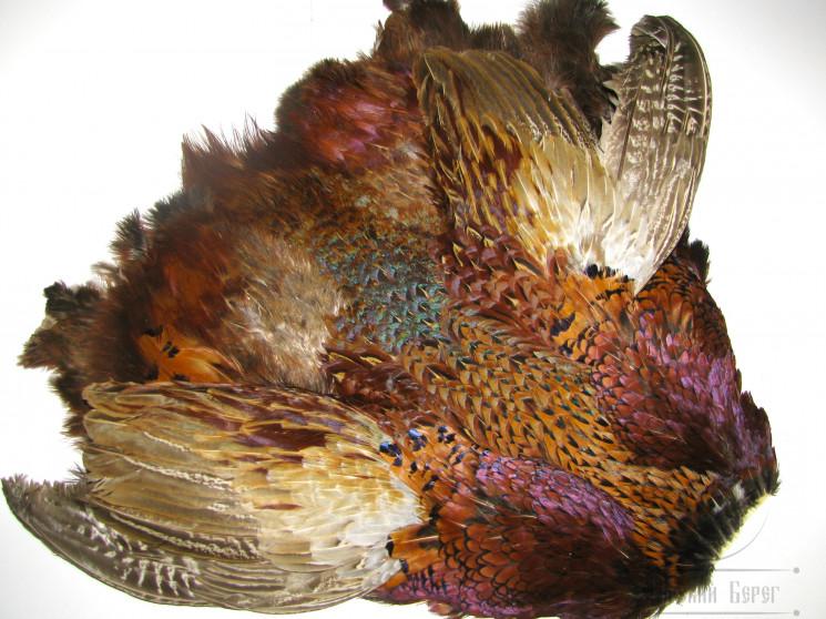 Шкура самца охотничьего фазана Ringneck Pheasant Skin ( без хвоста )