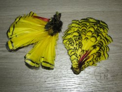 Перья шеи и головы алмазного фазана Lady Amherst Tippet / Head Feathers # 2 Yellow