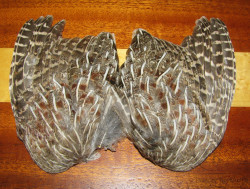 Крылья куропатки Gray Partridge Wing