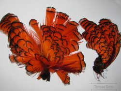 Перья шеи и головы алмазного фазана Lady Amherst Tippet / Head Feathers # 2 Orange