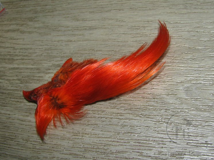 Золотой фазан хохолок Golden Pheasant Crest Only Orange