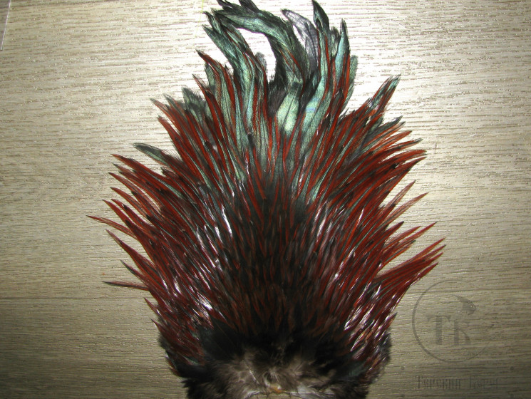 Седло петуха Indian saddle Red Brown Badger PR.