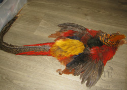 Шкура самца золотого фазана с хвостом и головой Golden Pheasant Complete Skin Natural 