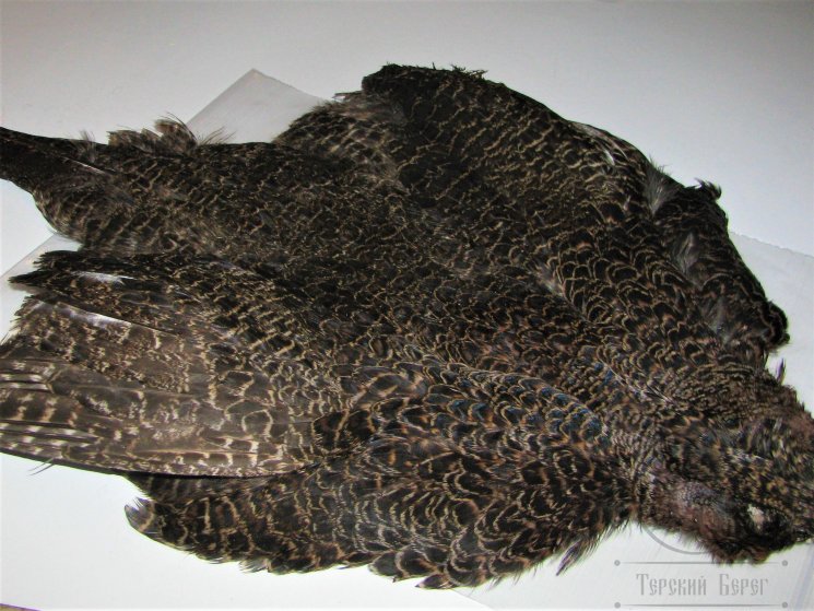 Шкура самки зелёного фазана ( с крыльями и хвостом ) Green Pheasant Hen Body Skin Natural 