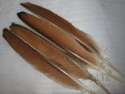 Перья павлина биот Peacock Biot Cinnamon Barr. 2 пары