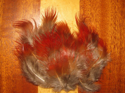 Перья Золотого фазана грудные натуральные / Golden Pheasant Breast Feathers Natural Rusty Red 