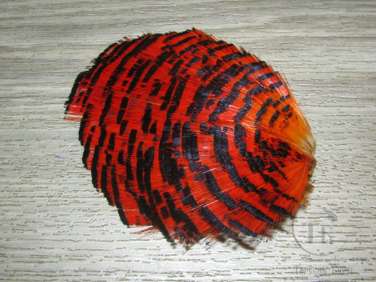 Золотой фазан  (шея) Golden Pheasant Tippet Section Hot orange