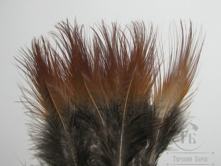 Green Eared Pheasant Spey Brown Grade 12 F